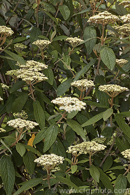 Viburnum rhytidophyllum, a spring-flowering evergreen shrub from central and western China that grows to around 6m high. The distinctive dark green rugose foliage has a tan indumentum on the underside. viburnum-2081htm'>Viburnum.. viburnum-2081htm'>Viburnum. <a href='adoxaceae-plant-family-photoshtml'>Adoxaceae</a>.