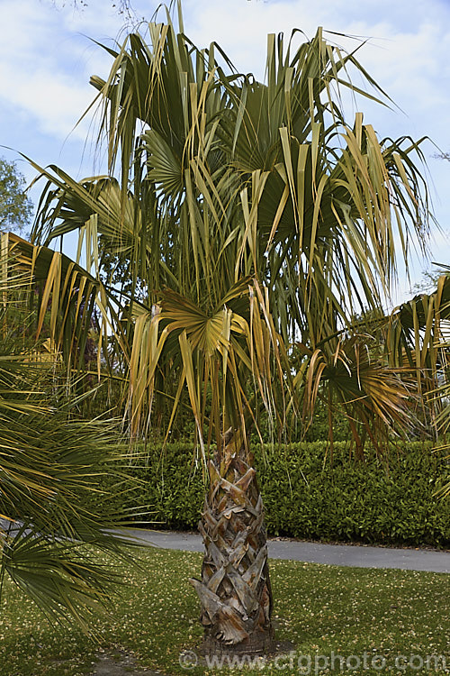 Palmetto Palm (<i>Sabal palmetto</i>), a 35m shrub to 20m tall fan palm native to the southeastern USA, the Bahamas and Cuba. It tolerates coastal conditions and is among the most frost-hardy palms, though it needs warm summer conditions to grow well. Order: Arecales, Family: Arecaceae