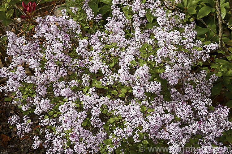Syringa meyeri 'Palibin', a compact, light lavender pink-flowered cultivar of 15m tall, purple-flowered deciduous lilac shrub native to northern China 'Palibin' grows to around 60cm tall x 1m wide. Order: Lamiales, Family: Oleaceae