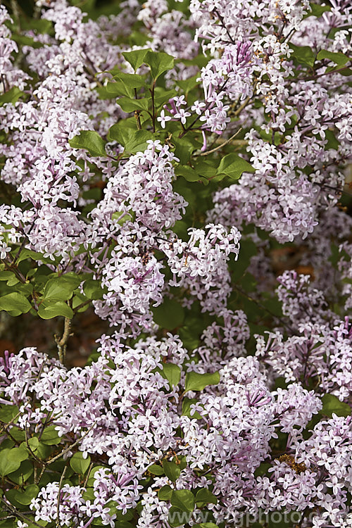 Syringa meyeri 'Palibin', a compact, light lavender pink-flowered cultivar of 15m tall, purple-flowered deciduous lilac shrub native to northern China 'Palibin' grows to around 60cm tall x 1m wide. Order: Lamiales, Family: Oleaceae