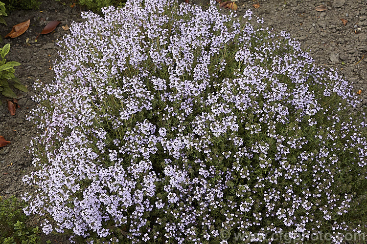 Thymus x citriodorus 'Fragrantissimus', an upright, small-leafed, pale-flowered cultivar of a spring-flowering subshrub that is a hybrid between Thymus pulegioides and Thymus vulgaris. The foliage has a slight orange or citrus scent. Order: Lamiales, Family: Lamiaceae