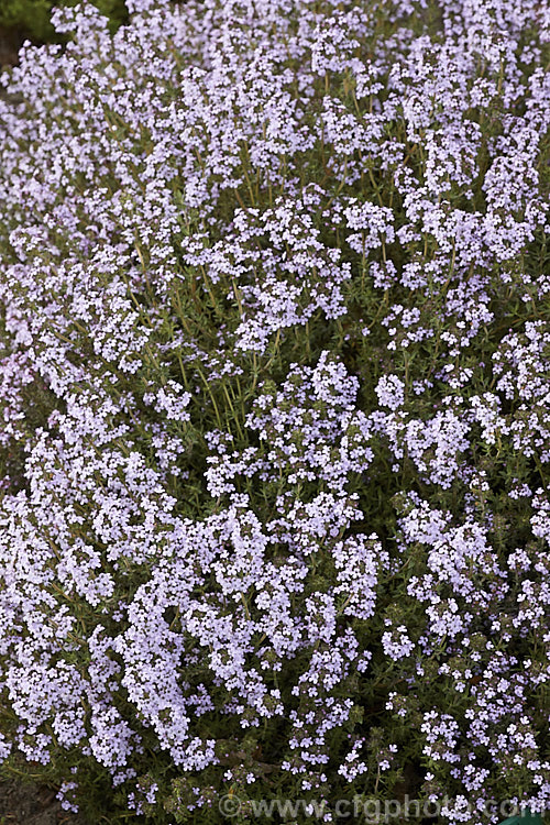 Thymus x citriodorus 'Fragrantissimus', an upright, small-leafed, pale-flowered cultivar of a spring-flowering subshrub that is a hybrid between Thymus pulegioides and Thymus vulgaris. The foliage has a slight orange or citrus scent. Order: Lamiales, Family: Lamiaceae