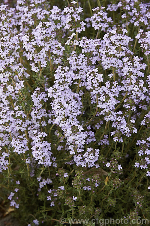 Thymus x citriodorus 'Fragrantissimus', an upright, small-leafed, pale-flowered cultivar of a spring-flowering subshrub that is a hybrid between Thymus pulegioides and Thymus vulgaris. The foliage has a slight orange or citrus scent. Order: Lamiales, Family: Lamiaceae