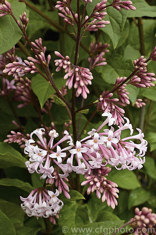 Syringa x josiflexa 'Bellicent', a heavy-flowering cultivar of a hybrid between the Hungarian lilac. Syringa josikaea and Syringa reflexa of China. It is a compact deciduous shrub with panicles of small fragrant flowers in a range of shade from white through pink to lavender. Order: Lamiales, Family: Oleaceae