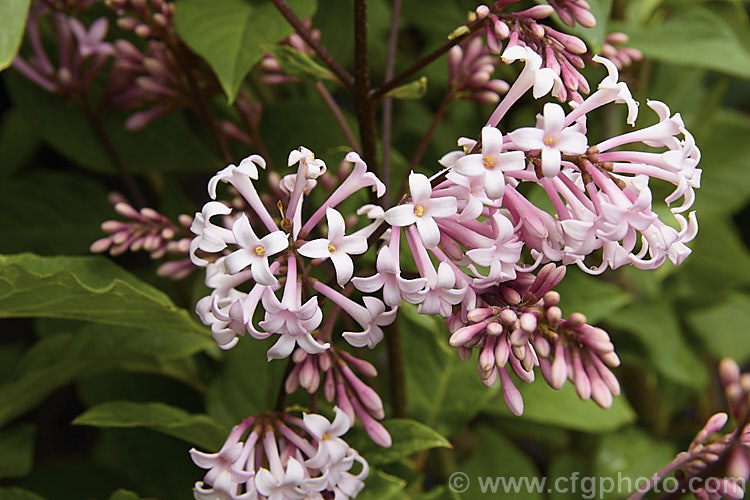 Syringa x josiflexa 'Bellicent', a heavy-flowering cultivar of a hybrid between the Hungarian lilac. Syringa josikaea and Syringa reflexa of China. It is a compact deciduous shrub with panicles of small fragrant flowers in a range of shade from white through pink to lavender. Order: Lamiales, Family: Oleaceae