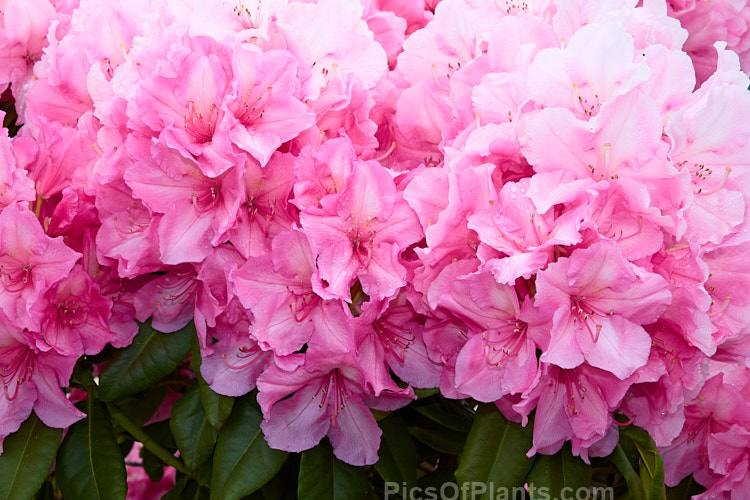 <i>Rhododendron</i> 'Alice' (<i>Rhododendron griffithianum</i> hybrid</i>), a vigorous, easily grown 1.8–3m tall shrub raised by Waterer of England before 1910. It flowers heavily and will become tree-like with age. Order: Ericales, Family: Ericaceae