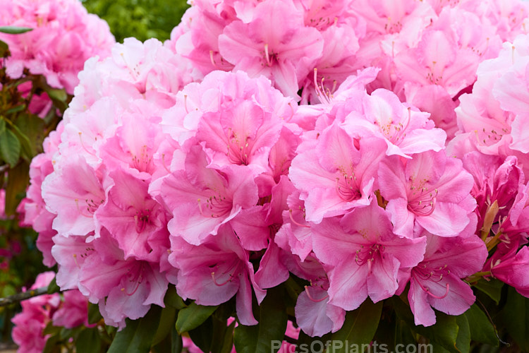 <i>Rhododendron</i> 'Alice' (<i>Rhododendron griffithianum</i> hybrid</i>), a vigorous, easily grown 1.8–3m tall shrub raised by Waterer of England before 1910. It flowers heavily and will become tree-like with age. Order: Ericales, Family: Ericaceae