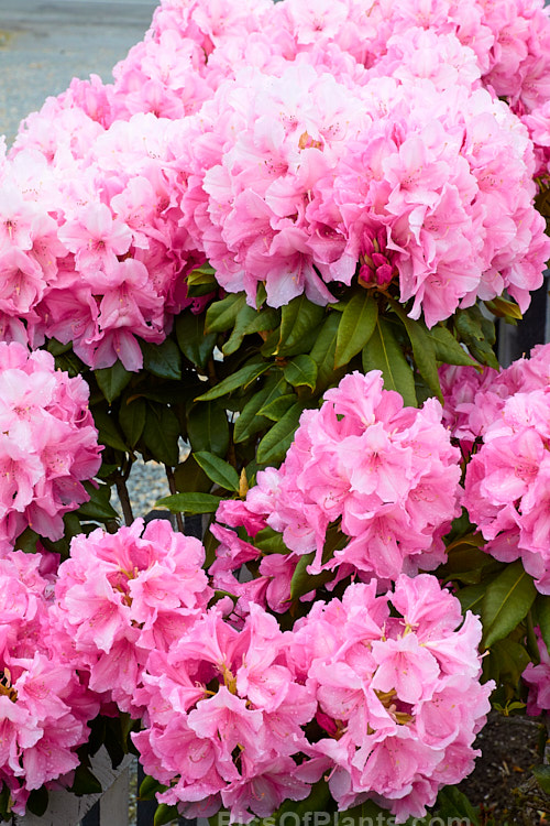 <i>Rhododendron</i> 'Alice' (<i>Rhododendron griffithianum</i> hybrid</i>), a vigorous, easily grown 1.8–3m tall shrub raised by Waterer of England before 1910. It flowers heavily and will become tree-like with age. Order: Ericales, Family: Ericaceae