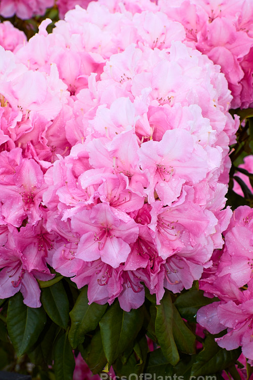 <i>Rhododendron</i> 'Alice' (<i>Rhododendron griffithianum</i> hybrid</i>), a vigorous, easily grown 1.8–3m tall shrub raised by Waterer of England before 1910. It flowers heavily and will become tree-like with age. Order: Ericales, Family: Ericaceae