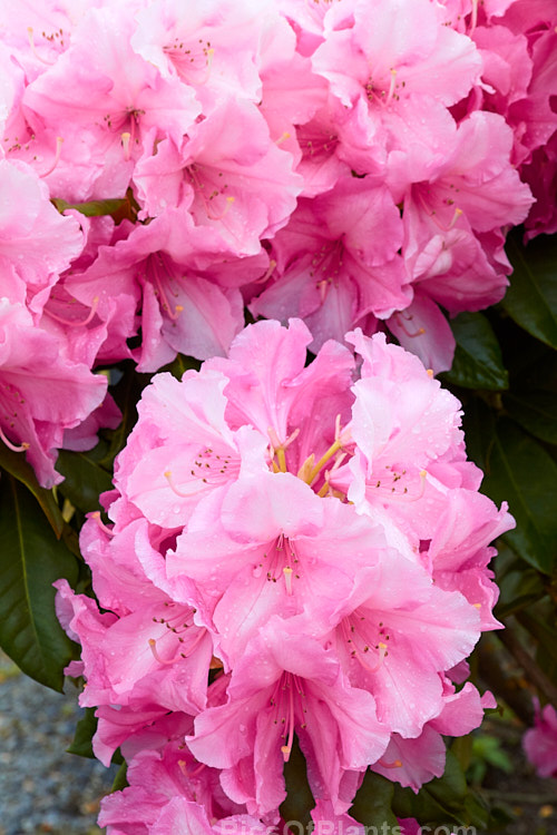 <i>Rhododendron</i> 'Alice' (<i>Rhododendron griffithianum</i> hybrid</i>), a vigorous, easily grown 1.8–3m tall shrub raised by Waterer of England before 1910. It flowers heavily and will become tree-like with age. Order: Ericales, Family: Ericaceae