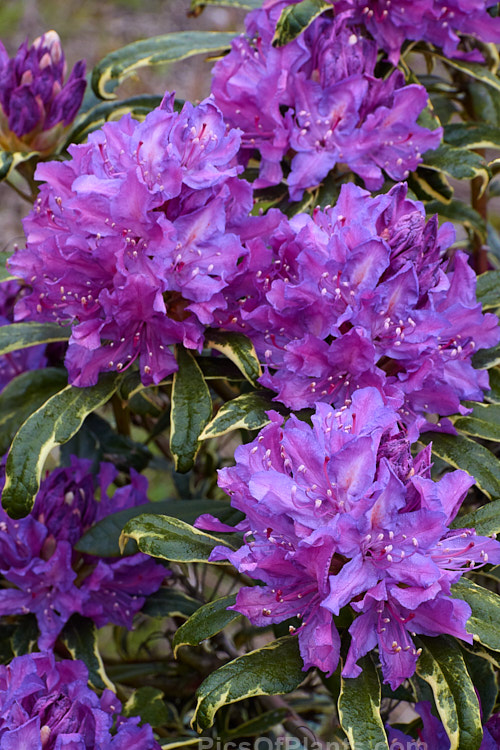 <i>Rhododendron ponticum</i> 'Silver Edge', a variegated foliage cultivar of a large, evergreen, late spring- to early summer-flowering shrub native to the Mediterranean region. It flowers at the same time as the species (late spring</i>) but is smaller, though still capable of growing to 4m tall Order: Ericales, Family: Ericaceae