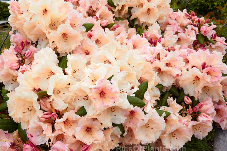 <i>Rhododendron</i> 'Dido' (<i>Rhododendron dichroanthum</i> x <i>Rhododendron decorum</i>), a mounding shrub up to 1.8m high and wide, raised by Eustace Wilding of England and introduced in 1934. It is now not common as a garden plant but has been hugely influential in the development of modern hybrids. Order: Ericales, Family: Ericaceae