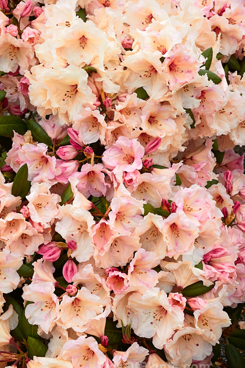 <i>Rhododendron</i> 'Dido' (<i>Rhododendron dichroanthum</i> x <i>Rhododendron decorum</i>), a mounding shrub up to 1.8m high and wide, raised by Eustace Wilding of England and introduced in 1934. It is now not common as a garden plant but has been hugely influential in the development of modern hybrids. Order: Ericales, Family: Ericaceae