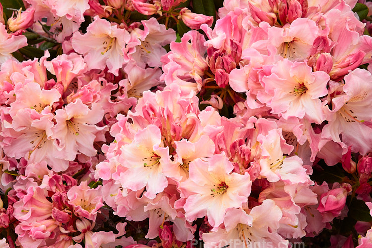 <i>Rhododendron</i> 'Lem's Cameo' ('Dido' x 'Anna'), a very beautiful and influential hybrid introduced in 1962 by Halfdan Lem of the United States. It is a compact, heavy flowering, lushly foliaged bush that set the standard for modern rhododendrons. Order: Ericales, Family: Ericaceae