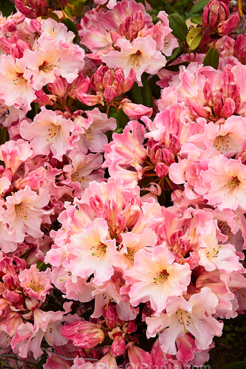 <i>Rhododendron</i> 'Lem's Cameo' ('Dido' x 'Anna'), a very beautiful and influential hybrid introduced in 1962 by Halfdan Lem of the United States. It is a compact, heavy flowering, lushly foliaged bush that set the standard for modern rhododendrons. Order: Ericales, Family: Ericaceae