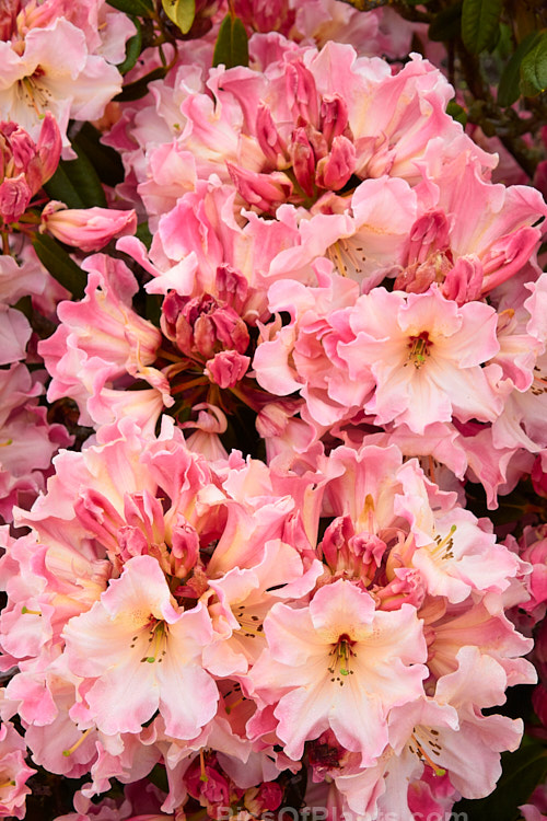 <i>Rhododendron</i> 'Lem's Cameo' ('Dido' x 'Anna'), a very beautiful and influential hybrid introduced in 1962 by Halfdan Lem of the United States. It is a compact, heavy flowering, lushly foliaged bush that set the standard for modern rhododendrons. Order: Ericales, Family: Ericaceae