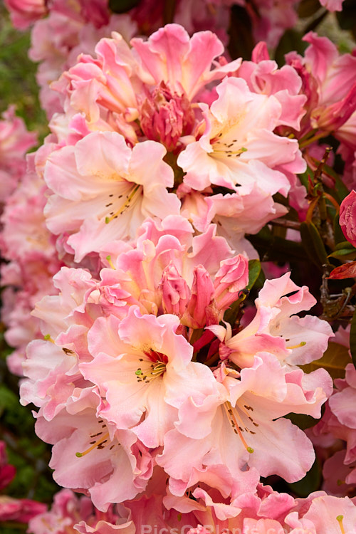 <i>Rhododendron</i> 'Lem's Cameo' ('Dido' x 'Anna'), a very beautiful and influential hybrid introduced in 1962 by Halfdan Lem of the United States. It is a compact, heavy flowering, lushly foliaged bush that set the standard for modern rhododendrons. Order: Ericales, Family: Ericaceae