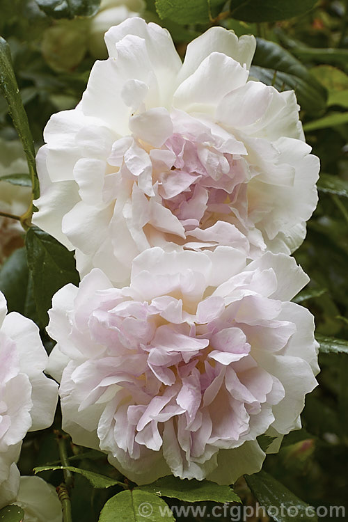 Rosa 'Indica Major' (<i>Rosa x odorata hybrid</i>), a once-blooming. Shrub or Tea rose dating from around 1924. The breeder and the exact parentage are unknown. Order: Rosales, Family: Rosaceae
