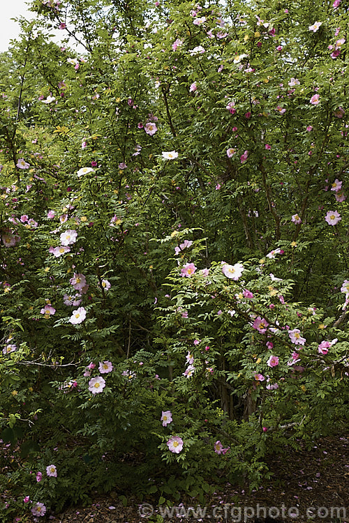 Rosa hirtula, a spreading bush with simple flowers and thorny stems. It is native to Japan and very similar to Rosa roxburghii. The buds are covered with small tubercles, but these are not really fine enough to be called 'moss'. Order: Rosales, Family: Rosaceae