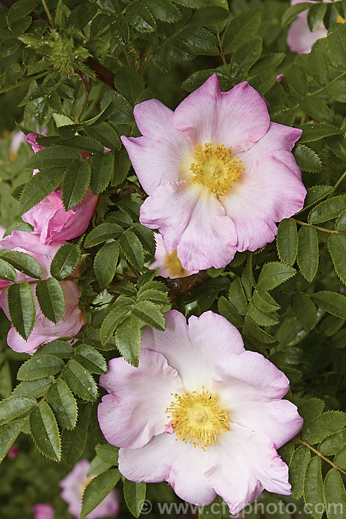 Rosa hirtula, a spreading bush with simple flowers and thorny stems. It is native to Japan and very similar to Rosa roxburghii. The buds are covered with small tubercles, but these are not really fine enough to be called 'moss'. Order: Rosales, Family: Rosaceae