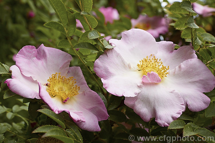 Rosa hirtula, a spreading bush with simple flowers and thorny stems. It is native to Japan and very similar to Rosa roxburghii. The buds are covered with small tubercles, but these are not really fine enough to be called 'moss'. Order: Rosales, Family: Rosaceae