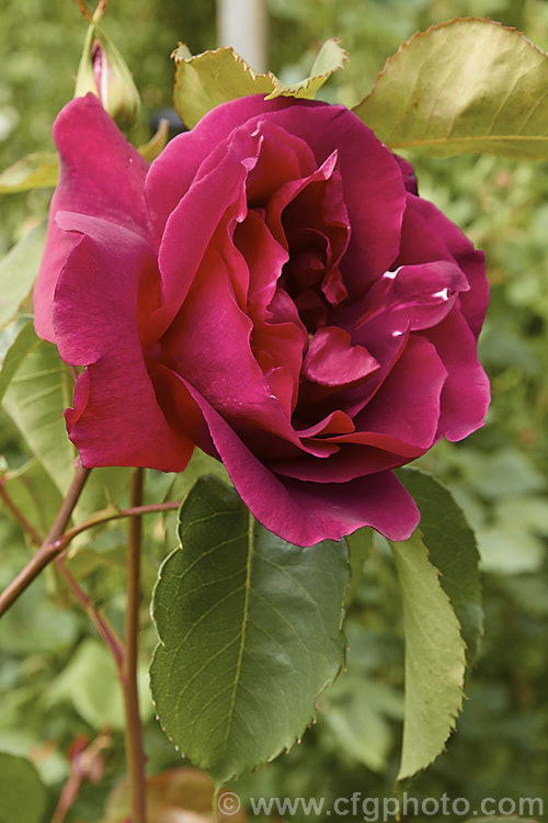 Rosa 'Mme Louis Laparriere' ('Crimson Glory x seedling</i>), a compact. Large-flowered (<i>Hybrid Tea</i>) bush with large, fragrant, double flowers. Raised by Laparriere of France in 1951. Order: Rosales, Family: Rosaceae