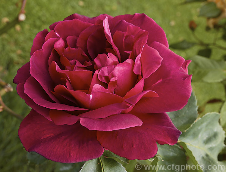 Rosa 'Mme Louis Laparriere' ('Crimson Glory x seedling</i>), a compact. Large-flowered (<i>Hybrid Tea</i>) bush with large, fragrant, double flowers. Raised by Laparriere of France in 1951. Order: Rosales, Family: Rosaceae