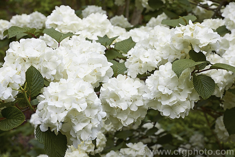 Mature flowerheads of Japanese Snowball (<i>Viburnum plicatum</i>), a 3m tall deciduous, spring-flowering shrub native to Japan and China. Red berries, ripening to black, follow the flower heads, which are green on first opening, mature to white and may develop pink tones with age. viburnum-2081htm'>Viburnum.. viburnum-2081htm'>Viburnum. <a href='adoxaceae-plant-family-photoshtml'>Adoxaceae</a>.