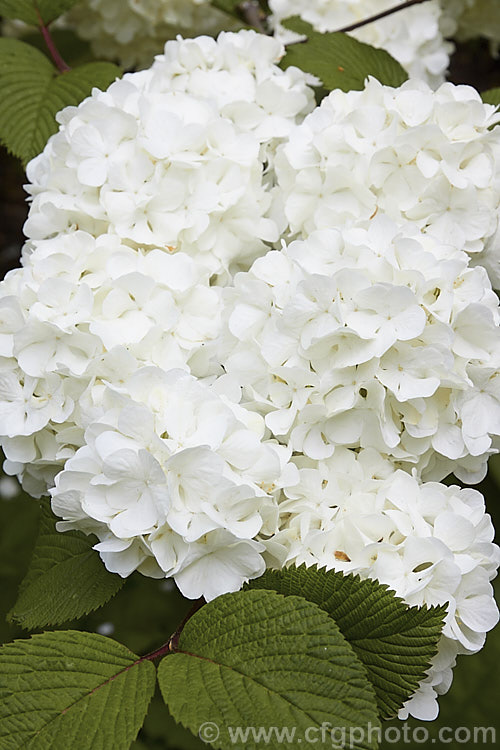 Mature flowerheads of Japanese Snowball (<i>Viburnum plicatum</i>), a 3m tall deciduous, spring-flowering shrub native to Japan and China. Red berries, ripening to black, follow the flower heads, which are green on first opening, mature to white and may develop pink tones with age. viburnum-2081htm'>Viburnum.. viburnum-2081htm'>Viburnum. <a href='adoxaceae-plant-family-photoshtml'>Adoxaceae</a>.