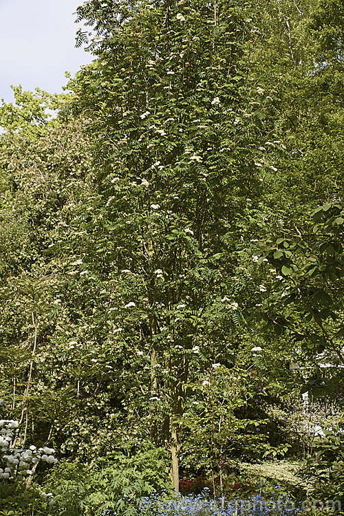 Esserteau's Rowan (<i>Sorbus esserteauana [syn. Sorbus esserteauiana]) in flower. This deciduous, 8-12m tall tree is native to western China. Its spring-borne heads of small white flowers develop into clusters of red fruits. Cultivars may have golden yellow to orange fruit. sorbus-2143htm'>Sorbus.