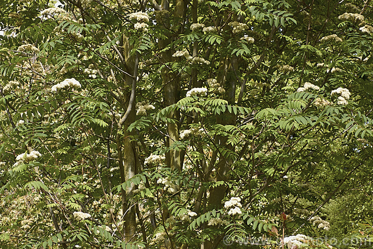 Esserteau's Rowan (<i>Sorbus esserteauana [syn. Sorbus esserteauiana]) in flower. This deciduous, 8-12m tall tree is native to western China. Its spring-borne heads of small white flowers develop into clusters of red fruits. Cultivars may have golden yellow to orange fruit. sorbus-2143htm'>Sorbus.