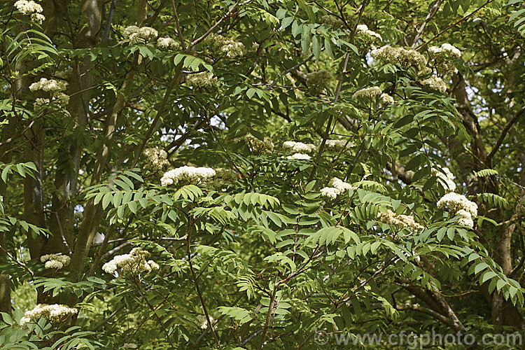 Esserteau's Rowan (<i>Sorbus esserteauana [syn. Sorbus esserteauiana]) in flower. This deciduous, 8-12m tall tree is native to western China. Its spring-borne heads of small white flowers develop into clusters of red fruits. Cultivars may have golden yellow to orange fruit. sorbus-2143htm'>Sorbus.