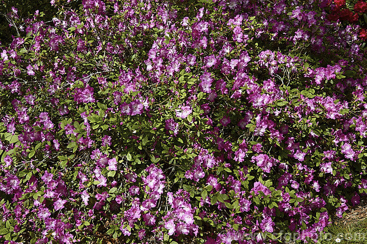 Rhododendron (evergreen azalea</i>) 'Martha. Hitchcock' ('Mucronatum' x 'Shinnyo. No. Tsuki'), a Glenn. Dale. Intergroup hybrid evergreen azalea raised by Ben. Morrison of the United States. It grows to 12m tall with a considerably wider spread