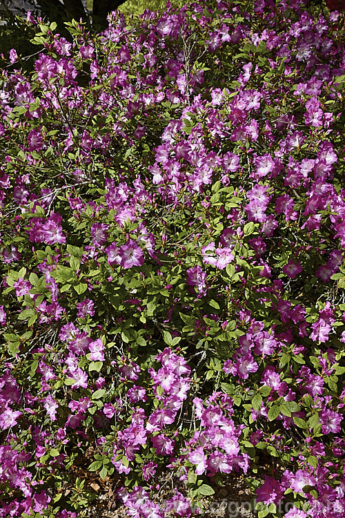 Rhododendron (evergreen azalea</i>) 'Martha. Hitchcock' ('Mucronatum' x 'Shinnyo. No. Tsuki'), a Glenn. Dale. Intergroup hybrid evergreen azalea raised by Ben. Morrison of the United States. It grows to 12m tall with a considerably wider spread