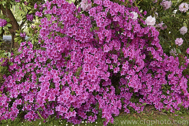Rhododendron (evergreen azalea</i>) 'Vanessa', a heavy-blooming, single-flowered Belgian Indica azalea of uncertain origins that is grown in Australia and New Zealand It eventually develops into a bush around 18m tall x 25m wide, though it can be trimmed and kept much smaller