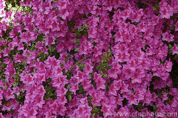 Rhododendron (evergreen azalea</i>) 'Vanessa', a heavy-blooming, single-flowered Belgian Indica azalea of uncertain origins that is grown in Australia and New Zealand It eventually develops into a bush around 18m tall x 25m wide, though it can be trimmed and kept much smaller