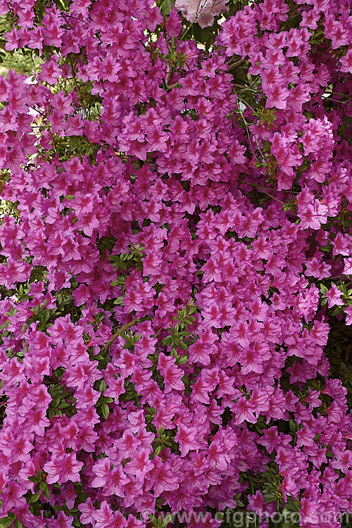 Rhododendron (evergreen azalea</i>) 'Vanessa', a heavy-blooming, single-flowered Belgian Indica azalea of uncertain origins that is grown in Australia and New Zealand It eventually develops into a bush around 18m tall x 25m wide, though it can be trimmed and kept much smaller