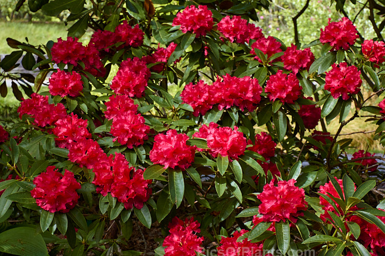 <i>Rhododendron</i> 'The Honourable Jean-Marie de Montague' (<i>Rhododendron griffithianum</i> x unknown</i>), a compact but ultimately spreading, heavy-flowering shrub raised by van Nes before 1958. It is a very popular plant in its own right and has been especially important as the parent of many modern red-flowered hybrids. Order: Ericales, Family: Ericaceae