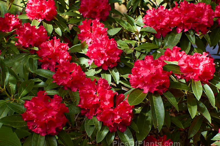 <i>Rhododendron</i> 'The Honourable Jean-Marie de Montague' (<i>Rhododendron griffithianum</i> x unknown</i>), a compact but ultimately spreading, heavy-flowering shrub raised by van Nes before 1958. It is a very popular plant in its own right and has been especially important as the parent of many modern red-flowered hybrids. Order: Ericales, Family: Ericaceae