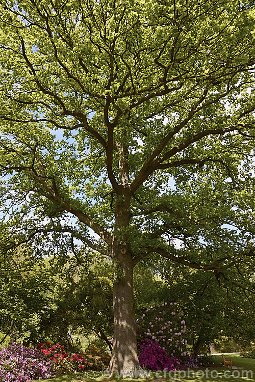 English Oak (<i>Quercus robur</i>) with new spring foliage. This large, round-headed deciduous tree is found from Britain to western Russia. It lives to a great age and can reach 40m tall, though 20-35m is more common. Order: Fagales, Family: Fagaceae