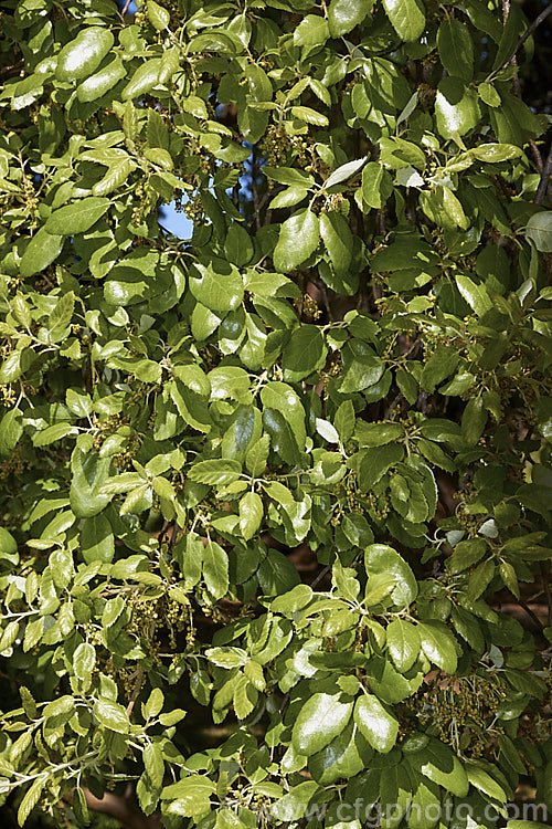 The young spring foliage and flowers of the Cork. Oak (<i>Quercus suber</i>), a 20-25m tall evergreen oak native to southern Europe and North Africa. Its bark is the source of natural cork. Order: Fagales, Family: Fagaceae