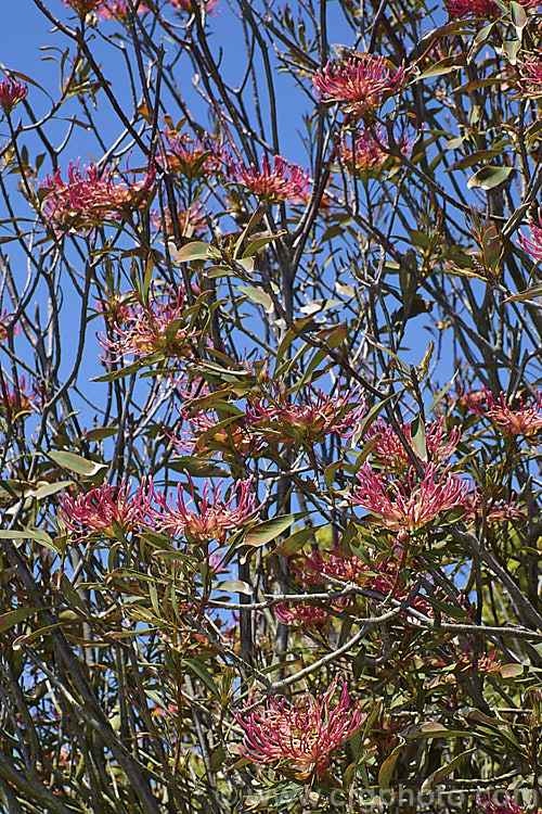 Gippsland Waratah or Victorian. Waratah (<i>Telopea oreades</i>), an evergreen, spring-flowering, 3-4m tall shrub. Although fairly widely grown in cultivation, this species has a very restricted natural distribution, occurring in a small area near the coast around the Victoria and New South Wales border,Australia. Order: Proteales, Family: Proteaceae