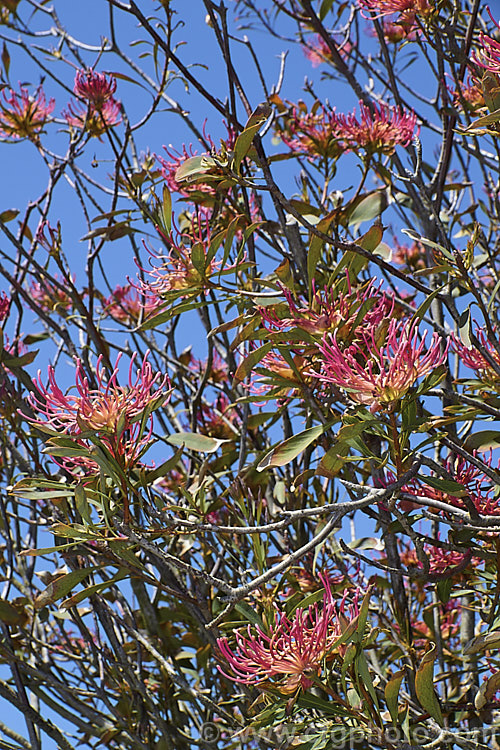 Gippsland Waratah or Victorian. Waratah (<i>Telopea oreades</i>), an evergreen, spring-flowering, 3-4m tall shrub. Although fairly widely grown in cultivation, this species has a very restricted natural distribution, occurring in a small area near the coast around the Victoria and New South Wales border, Australia. Order: Proteales, Family: Proteaceae