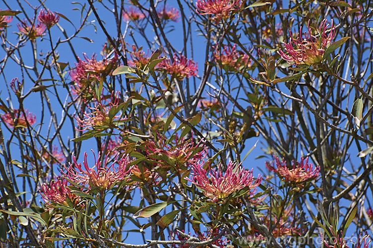 Gippsland Waratah or Victorian. Waratah (<i>Telopea oreades</i>), an evergreen, spring-flowering, 3-4m tall shrub. Although fairly widely grown in cultivation, this species has a very restricted natural distribution, occurring in a small area near the coast around the Victoria and New South Wales border,Australia. Order: Proteales, Family: Proteaceae