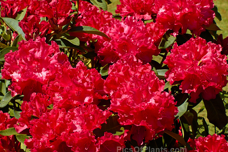 Rhododendron 'Taurus' (<i>The Honourable Jean-Marie de Montague' x Rhododendron strigillosum</i>), the lush, somewhat drooping foliage of this deep red-flowered hybrid shows resembles that of 'Grace Seabrook', which is the same cross. It grows to around 2.5m high and wide. Order: Ericales, Family: Ericaceae