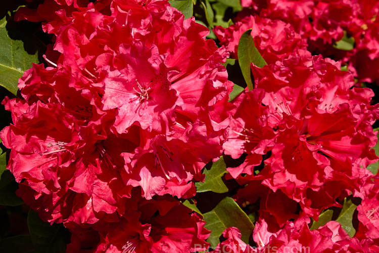 Rhododendron 'Taurus' (<i>The Honourable Jean-Marie de Montague' x Rhododendron strigillosum</i>), the lush, somewhat drooping foliage of this deep red-flowered hybrid shows resembles that of 'Grace Seabrook', which is the same cross. It grows to around 2.5m high and wide. Order: Ericales, Family: Ericaceae