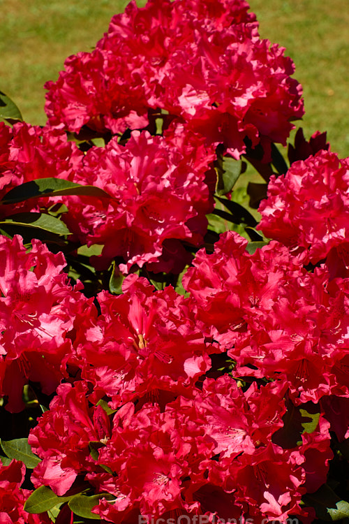 Rhododendron 'Taurus' (<i>The Honourable Jean-Marie de Montague' x Rhododendron strigillosum</i>), the lush, somewhat drooping foliage of this deep red-flowered hybrid shows resembles that of 'Grace Seabrook', which is the same cross. It grows to around 2.5m high and wide. Order: Ericales, Family: Ericaceae