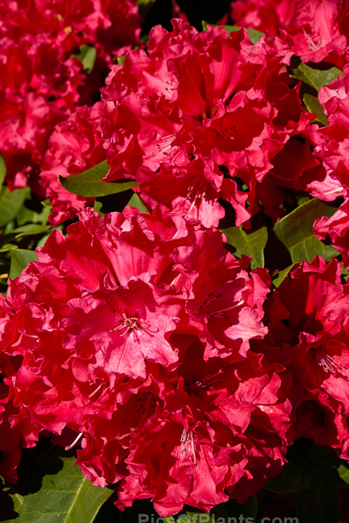 Rhododendron 'Taurus' (<i>The Honourable Jean-Marie de Montague' x Rhododendron strigillosum</i>), the lush, somewhat drooping foliage of this deep red-flowered hybrid shows resembles that of 'Grace Seabrook', which is the same cross. It grows to around 2.5m high and wide. Order: Ericales, Family: Ericaceae