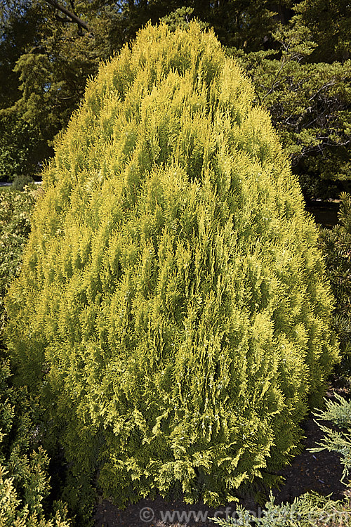 Thuja occidentalis 'Golden Ball', a compact, rounded, golden-foliaged cultivar that grows to around 1m tall in 10 years. Order: Pinales, Family: Cupressaceae