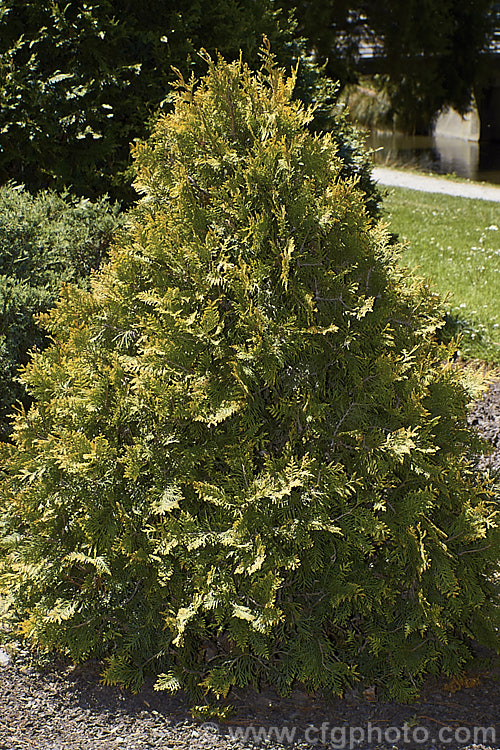Thuja occidentalis 'Sunkist', a compact cultivar of an eastern North American coniferous tree. The foliage sprays are olive to light bronze green tipped with gold. It grows to around 18m tall in 10 years. Order: Pinales, Family: Cupressaceae
